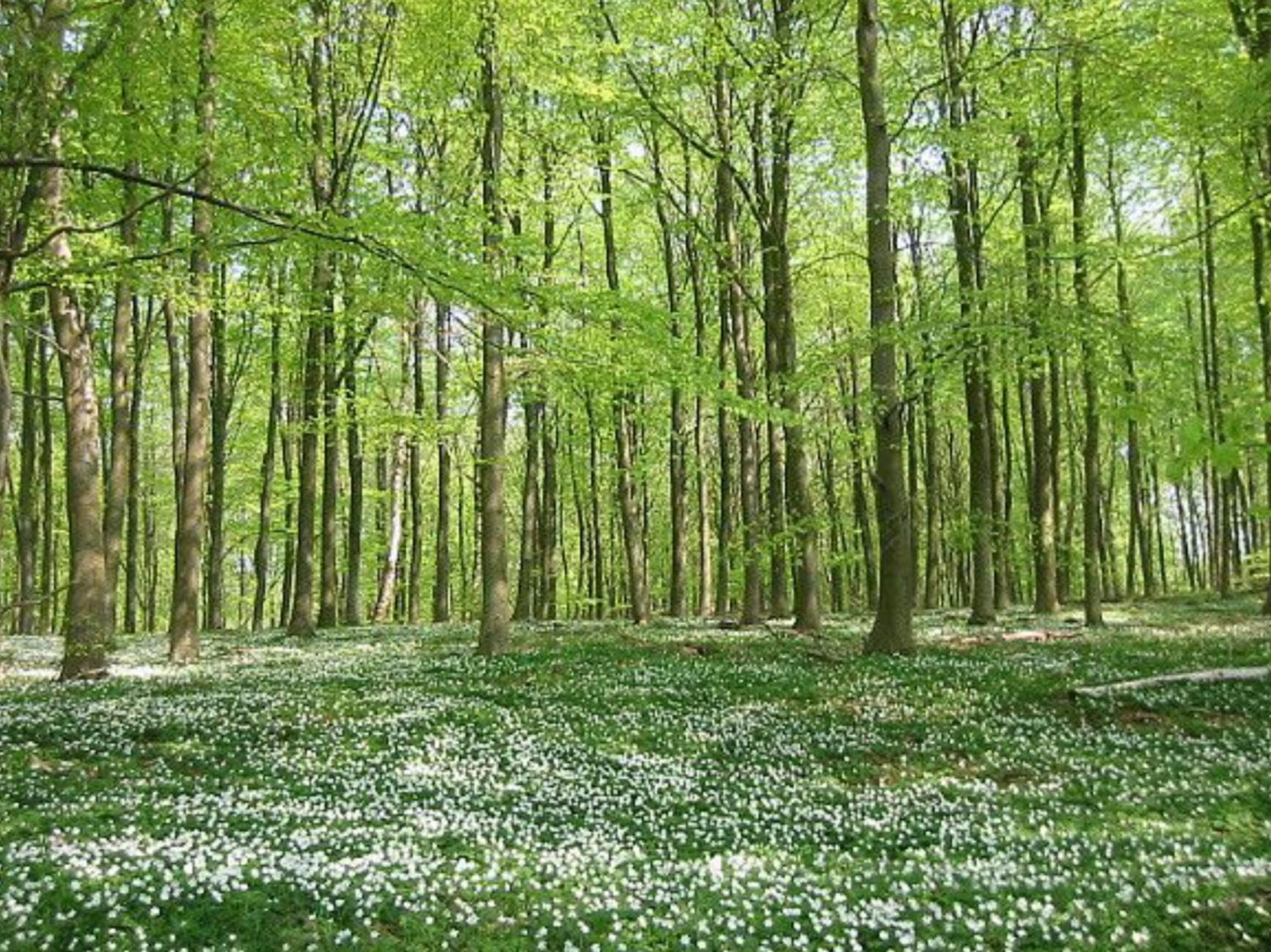 Willa Nordic Relax House - Woodhouse Sjöbo Zewnętrze zdjęcie